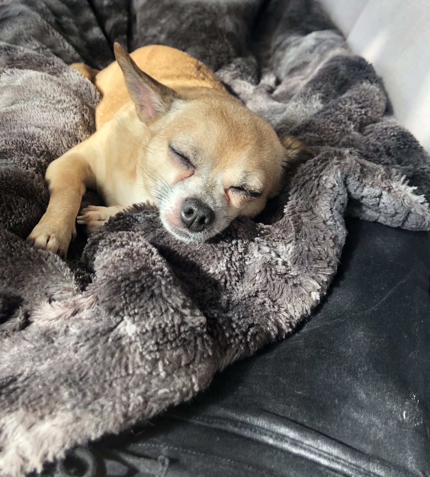 Penelope